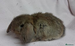 Mini Lop rabbits for sale: Mini Lops- vaccinated with new vaccine in Ashford - Image 9
