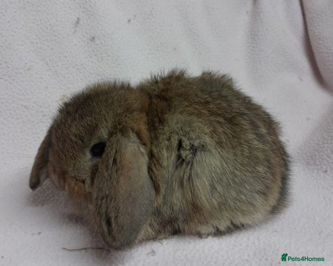 Mini Lop rabbits for sale: Mini Lops- vaccinated with new vaccine in Ashford - Image 9