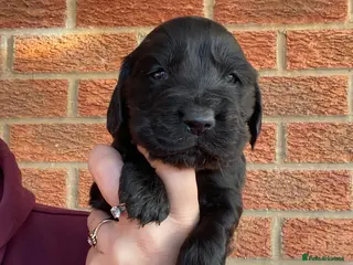 Cocker Spaniel dogs Gorgeous show cocker spaniels - Advert 14