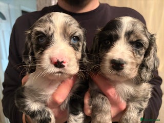 Sprocker dogs ✨Stunning Sprocker pups ✨ ready 16th December - Advert 1