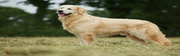 Golden Retriever dogs for stud: Beautiful proven golden retriever for stud in Leyland - Advert 2