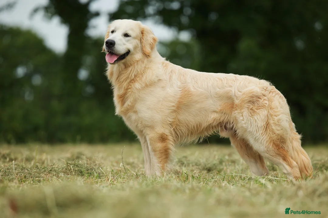 Golden Retriever dogs for stud: Beautiful proven golden retriever for stud in Leyland - Advert 2