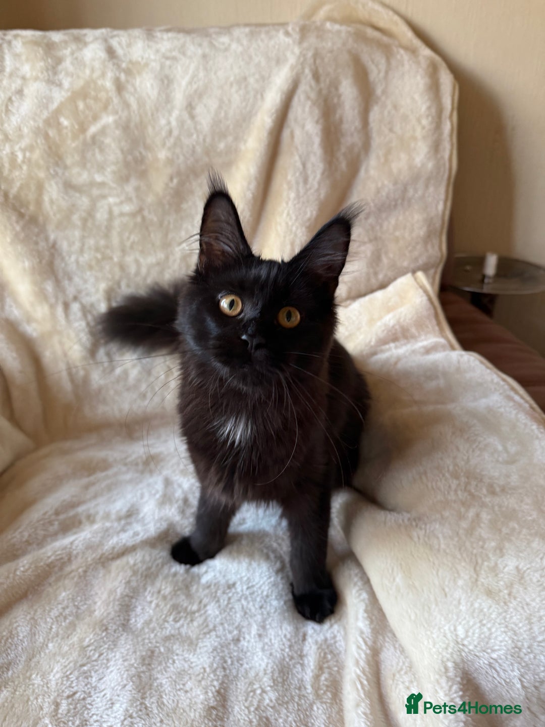 Maine Coon cats for sale: Pedigree GCCF Russian Import line Maine Coons - Advert 10