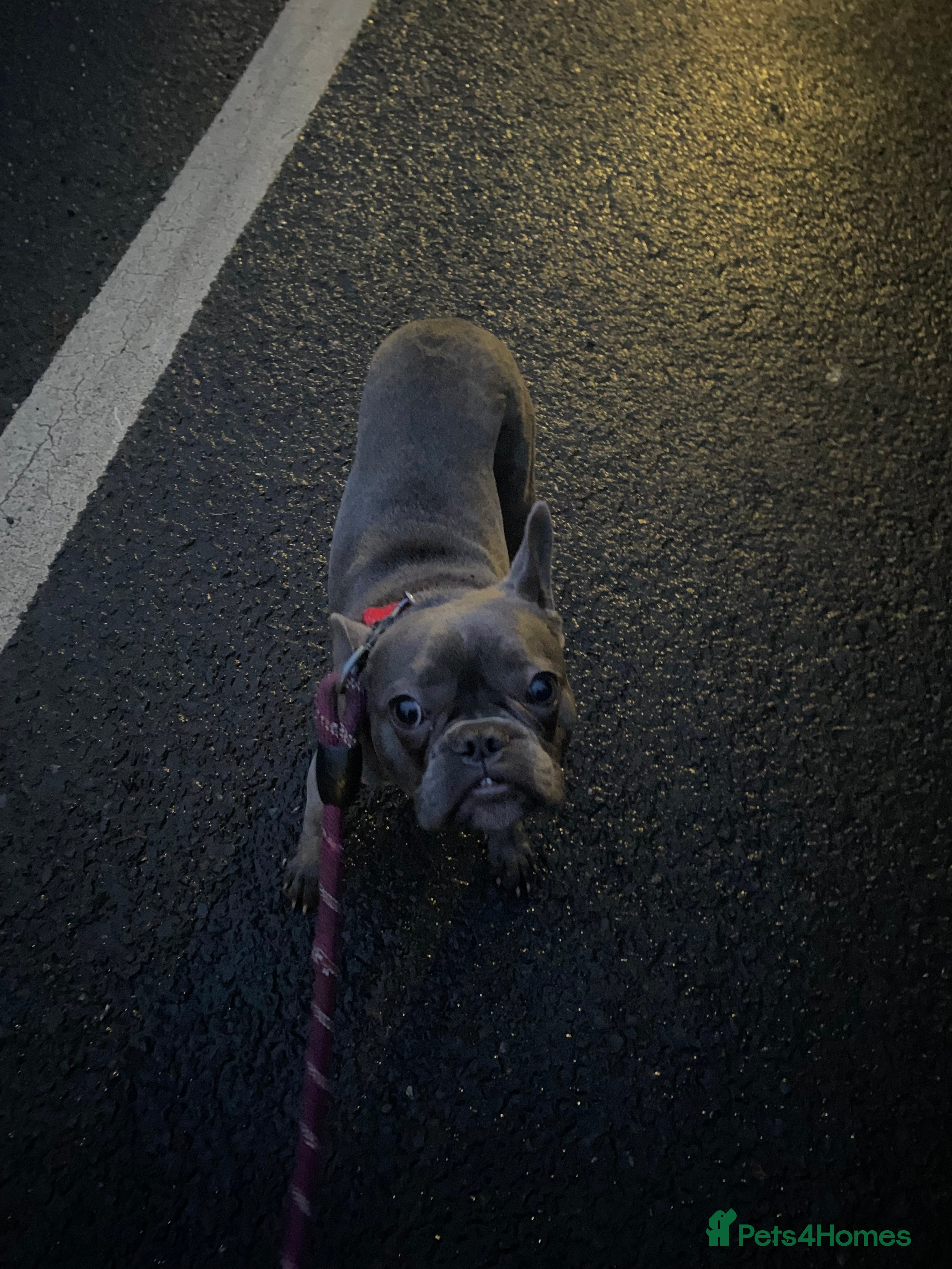 French Bulldog dogs French bulldog - Advert 1