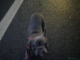 French Bulldog dogs French bulldog - Advert 1