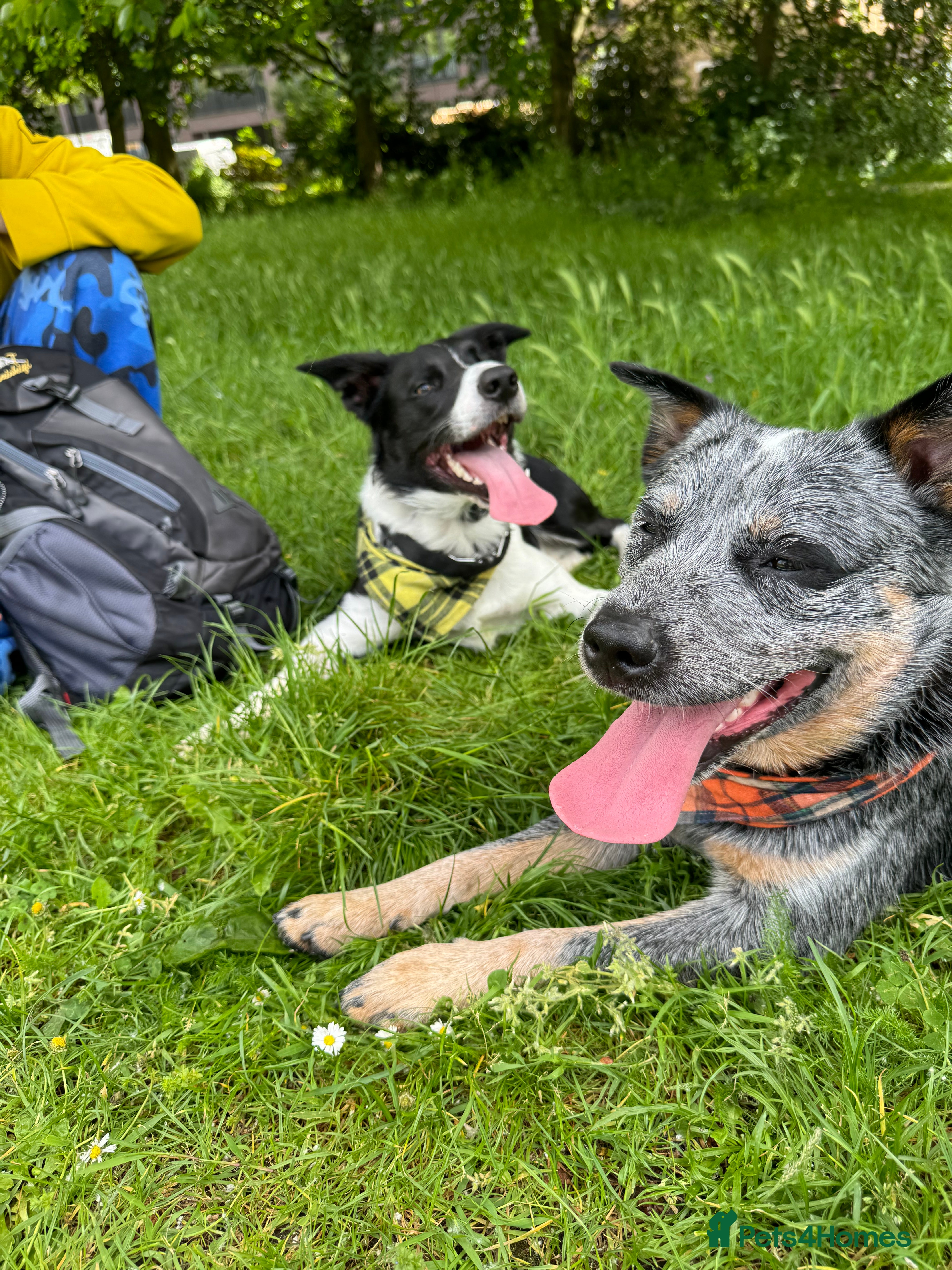 Australian Cattle Dog dogs Beautiful blue Heeler for stud in London - Advert 1