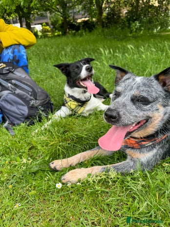 Australian Cattle Dog dogs in London - Advert 1
