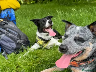 Australian Cattle Dog dogs Beautiful blue Heeler for stud in London - Advert 3