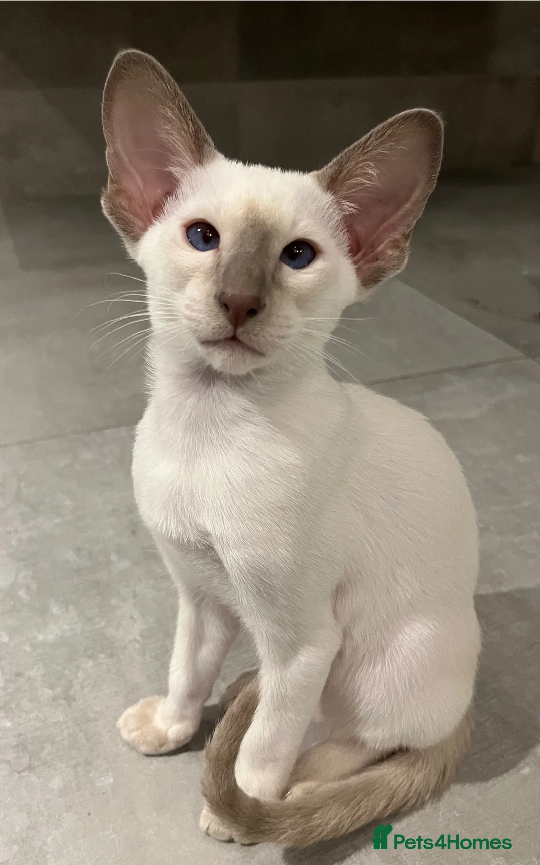 Siamese cats for sale: Supreme Pedigree Siamese kittens GCCF registered  - Advert 22