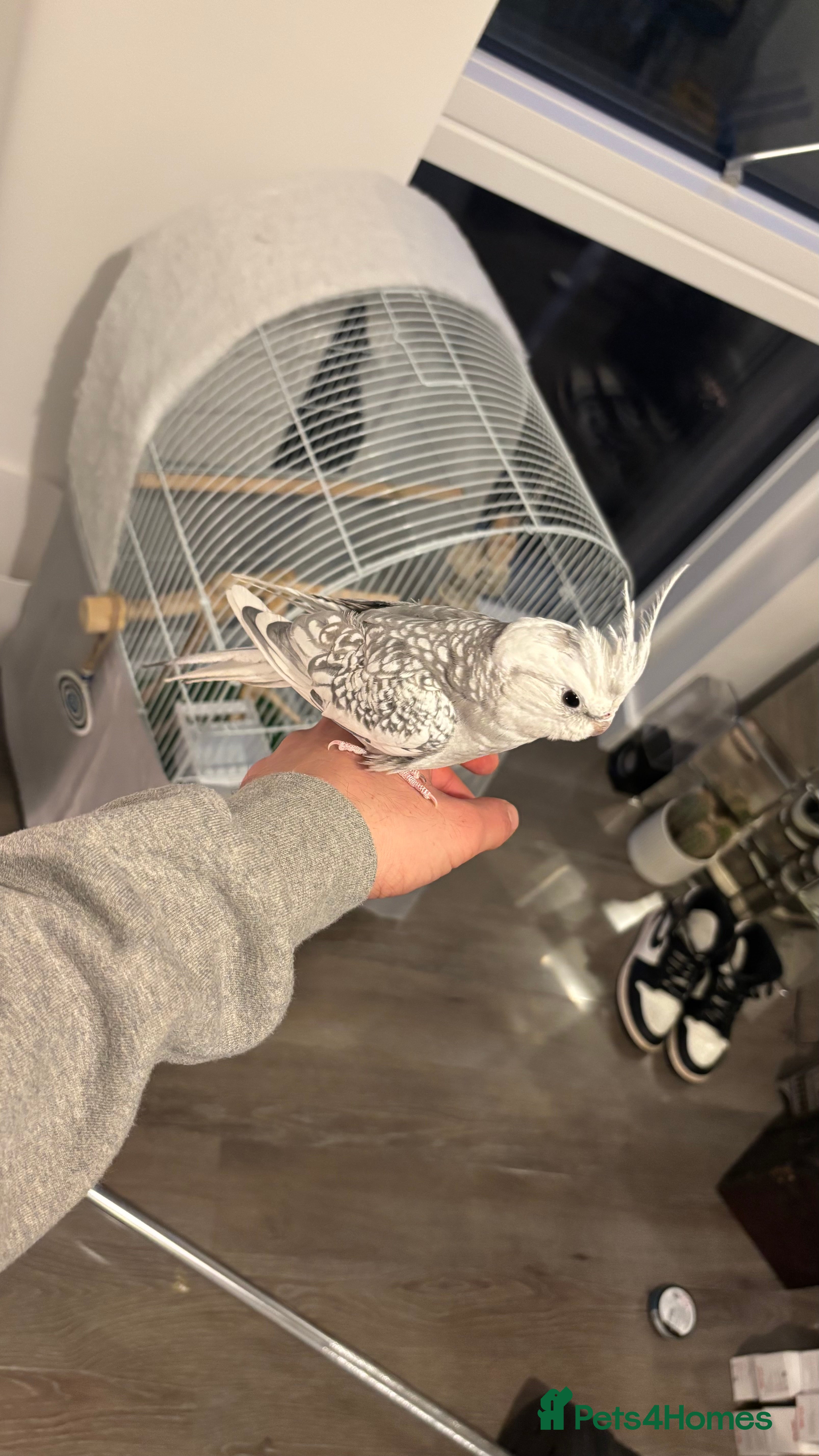 Cockatiels birds hand tamed cockatiels - Advert 2