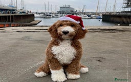 Goldendoodle dogs for stud: RARE gorgeous Goldendoodle  - Image 2