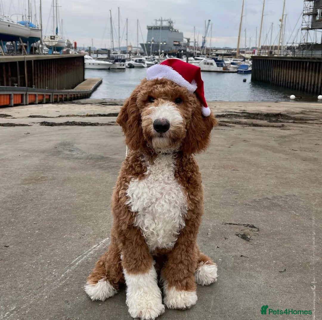Goldendoodle dogs for stud: RARE gorgeous Goldendoodle  - Image 2
