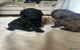 Cavapoo dogs for sale: 💕🐾 Tiny Paws, Big Heart 🐾💕Toy Cavapoo  - Image 15