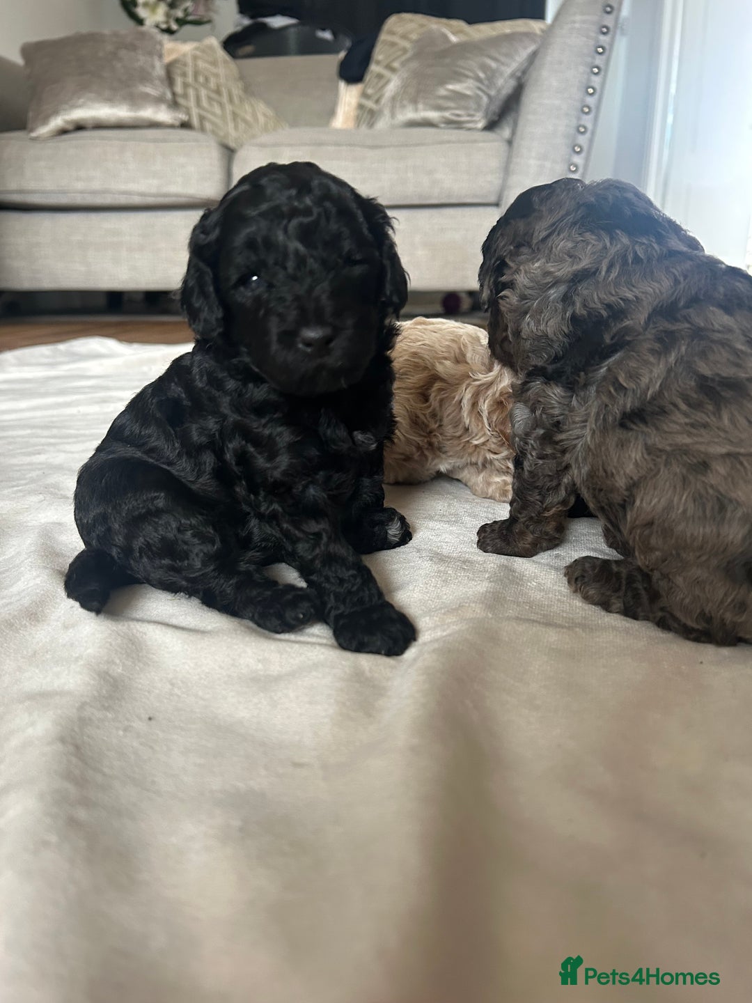 Cavapoo dogs for sale: 💕🐾 Tiny Paws, Big Heart 🐾💕Toy Cavapoo  - Image 15