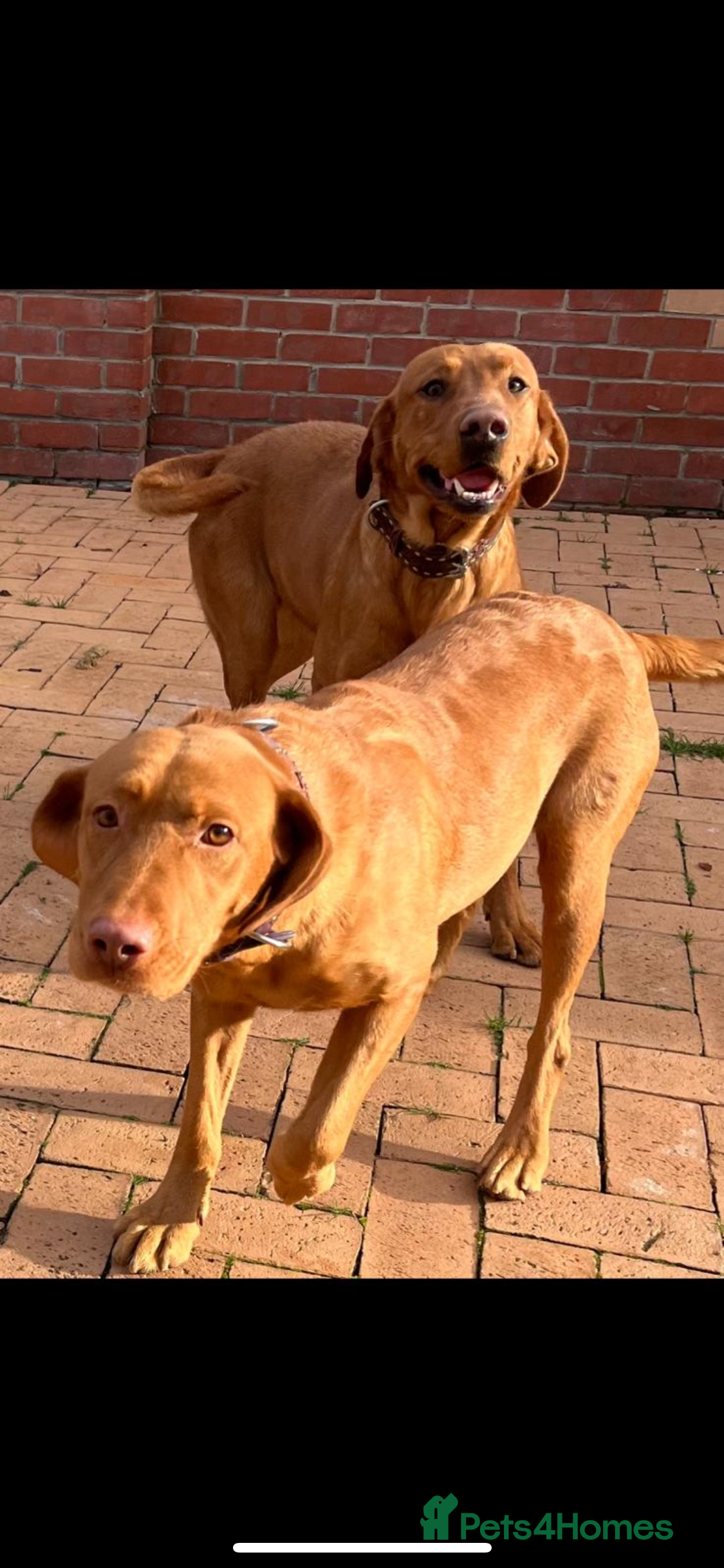 Labrador Retriever dogs Red Labrador puppies  - Advert 3