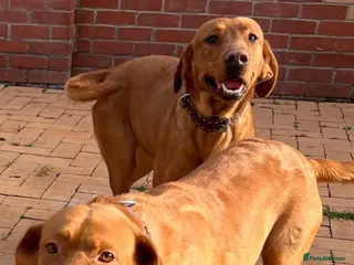 Labrador Retriever dogs Red Labrador puppies - Advert 3