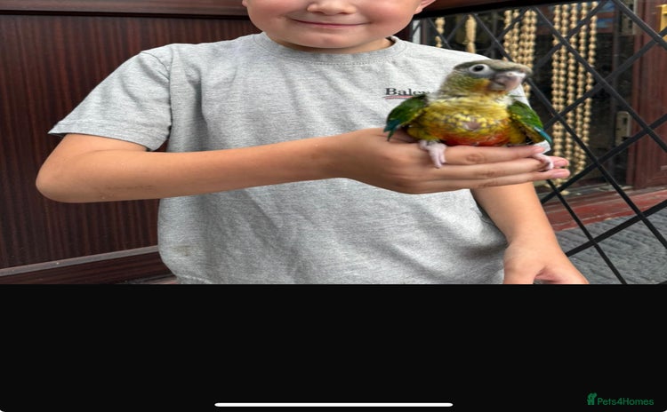 Conures birds - Advert 1