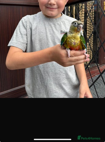 Conures birds - Advert 8