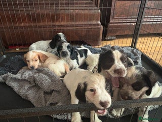 Sprocker dogs F1 high quality sprocker puppies Three boys left, - Advert 3