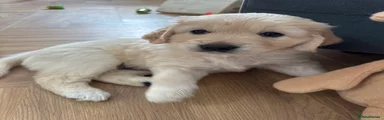 Golden Retriever blue collar