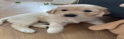 Golden Retriever dogs for sale: A litter of 5 golden retrievers puppies - Advert 5