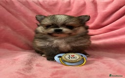 Pomchi dogs for sale: INCREDIBLE Thai/Korean pomchi READY 5th September  - Image 5