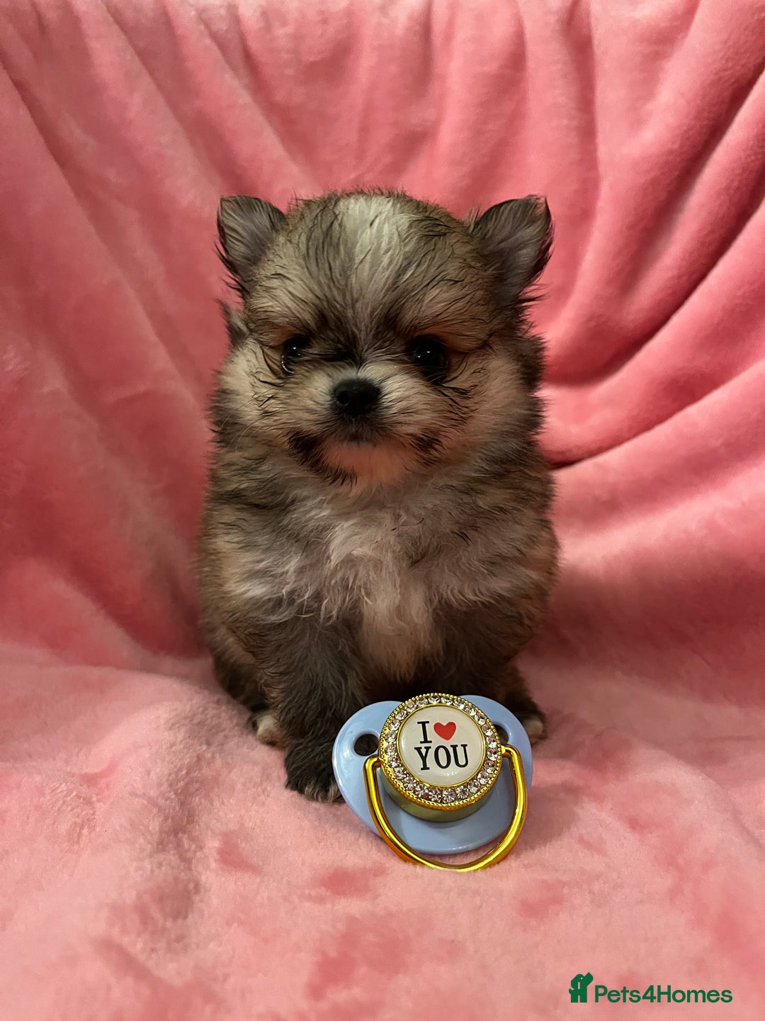 Pomchi dogs for sale: INCREDIBLE Thai/Korean pomchi READY 5th September  - Image 5