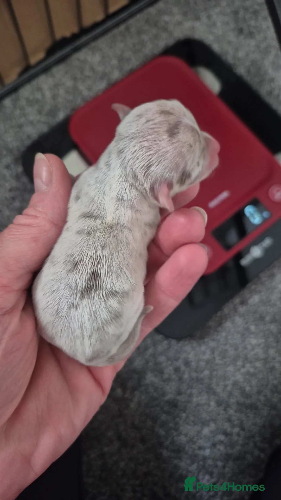 Chihuahua dogs for sale: Merle Chihuahua Puppy’s For Sale  - Advert 2