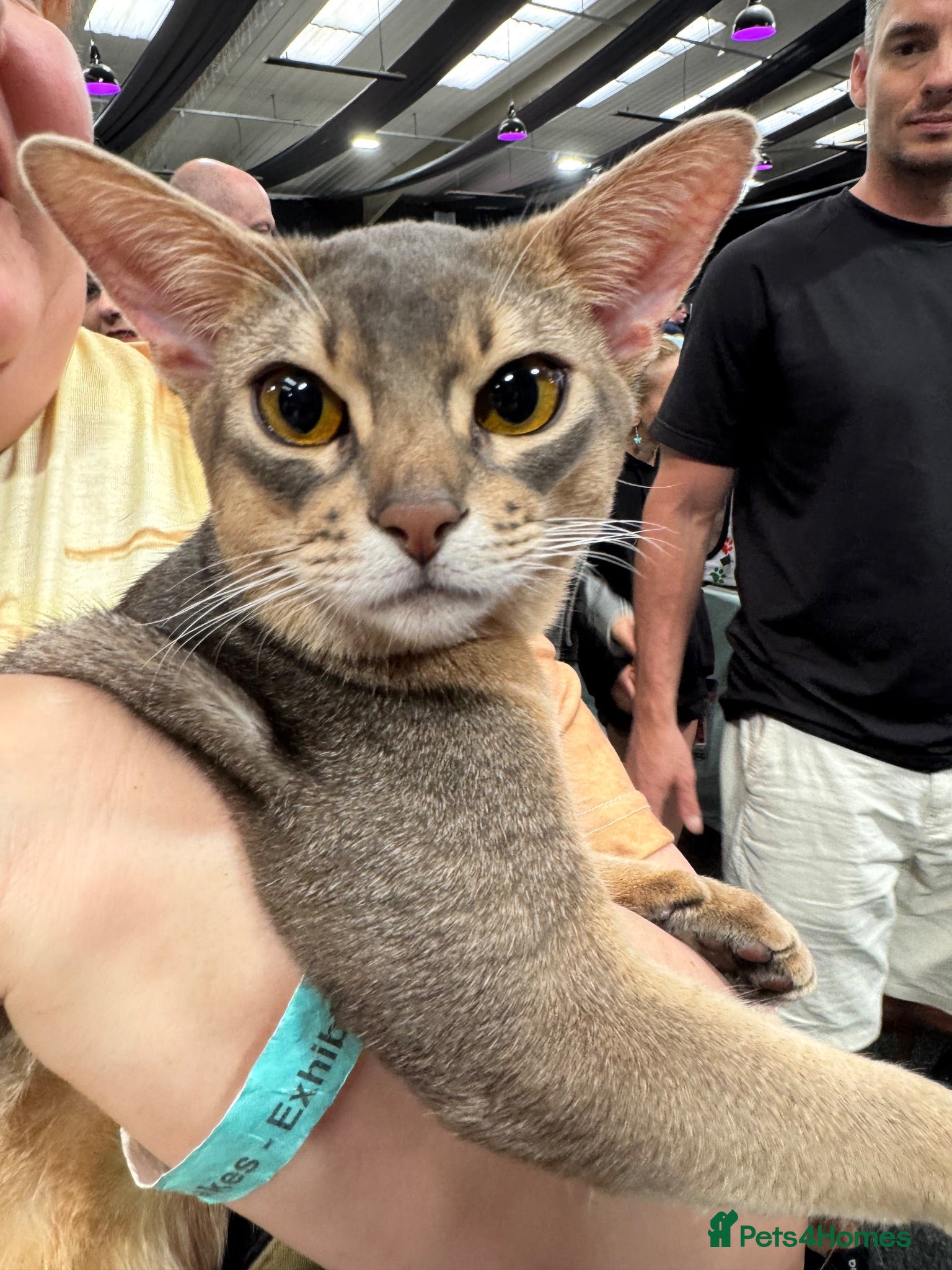 Abyssinian cats Champion blue Abby. Atlantis - Advert 2