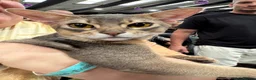 Abyssinian cats for stud: Grand Champion blue Abby. Atlantis - Advert 9