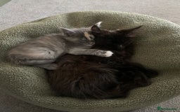 Maine Coon cats for sale: Stunning championship Maine coons for sale - Image 8