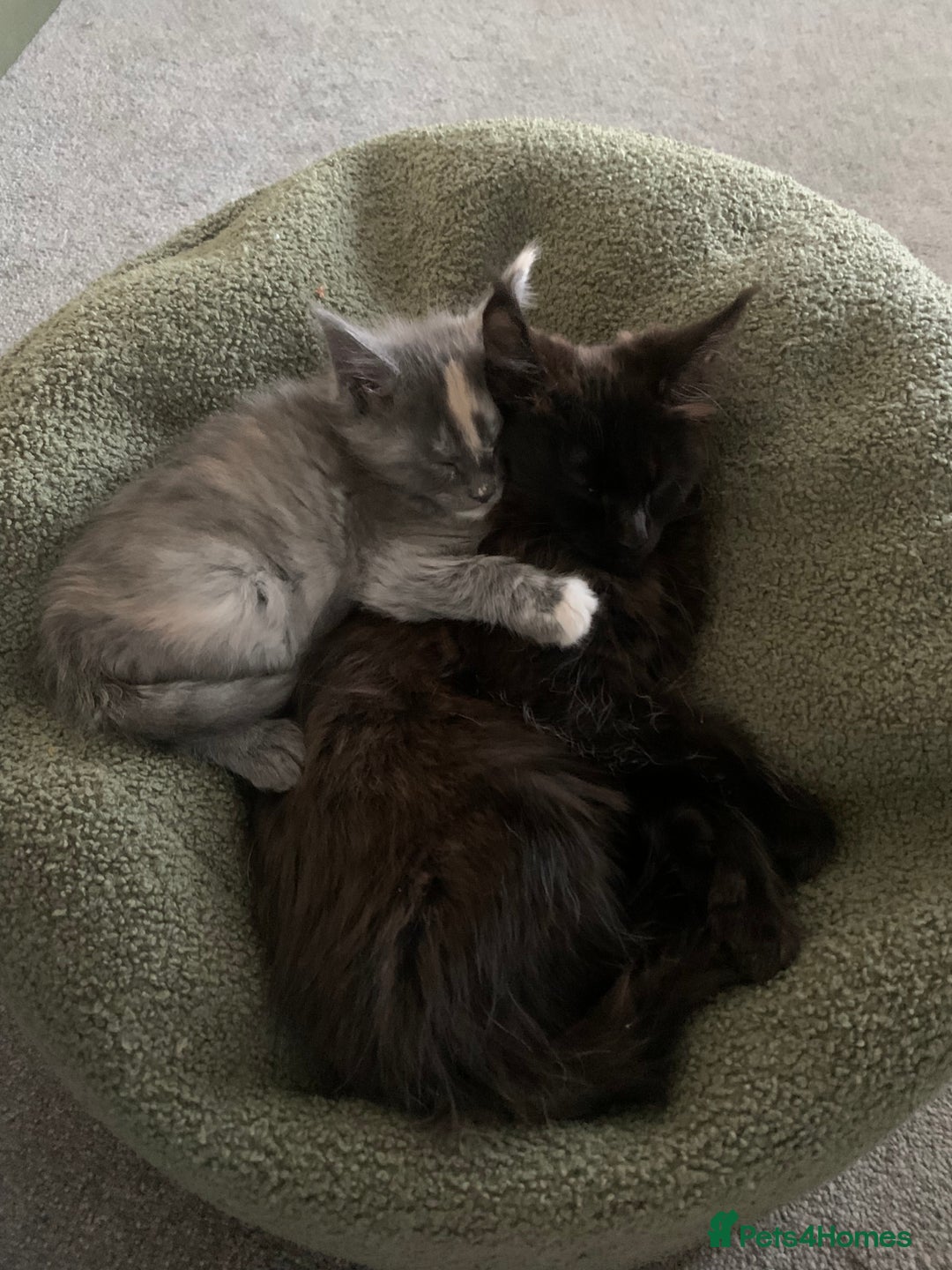 Maine Coon cats for sale: Stunning championship Maine coons for sale - Image 8