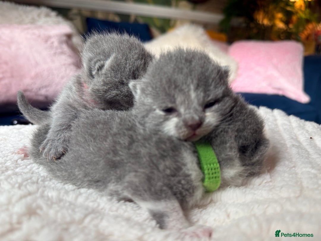 British Shorthair cats for sale: Outstanding kittens 😻 Champion line🥇🏆😻 - Image 12