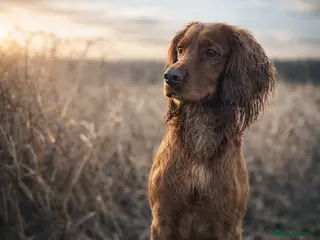 Cocker Spaniel dogs For Stud - Camsiscan Solaris Samurai - Advert 12