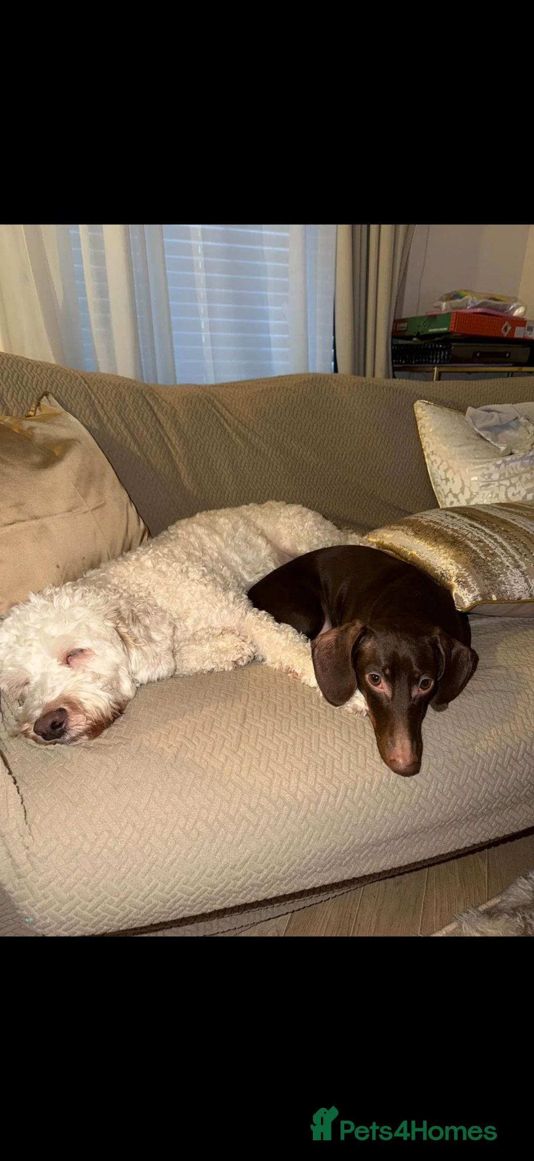 Dachshund dogs for sale: Sandy  - Advert 4