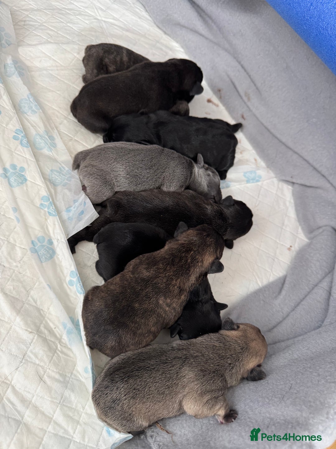French Bulldog dogs for sale: French Bulldog puppies  - Image 1