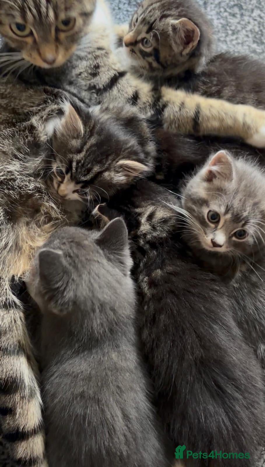 Mixed Breed cats Cutest Mixed Kittens! - Advert 1
