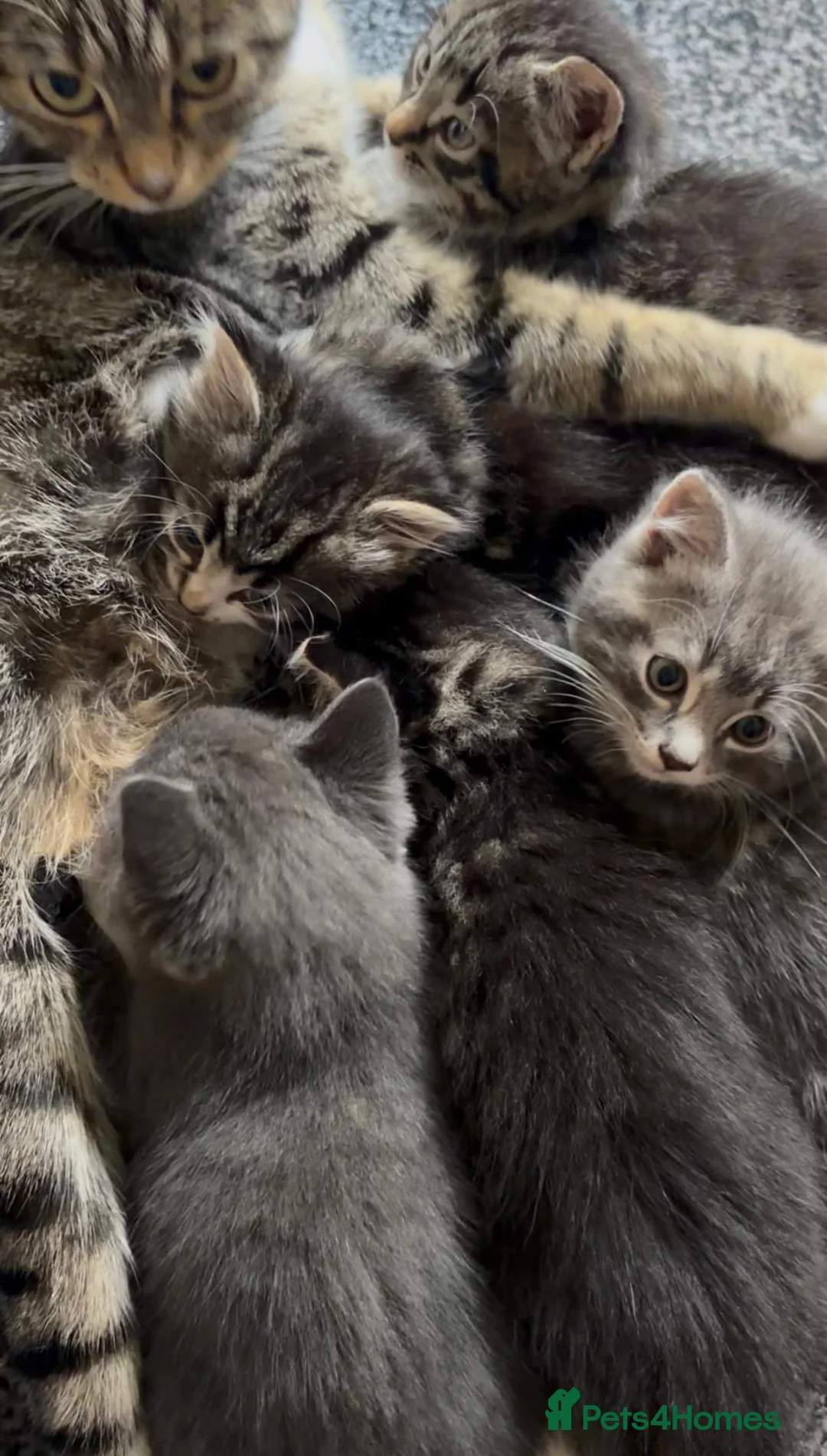 Mixed Breed cats for sale: Cutest Mixed Kittens! - Advert 1