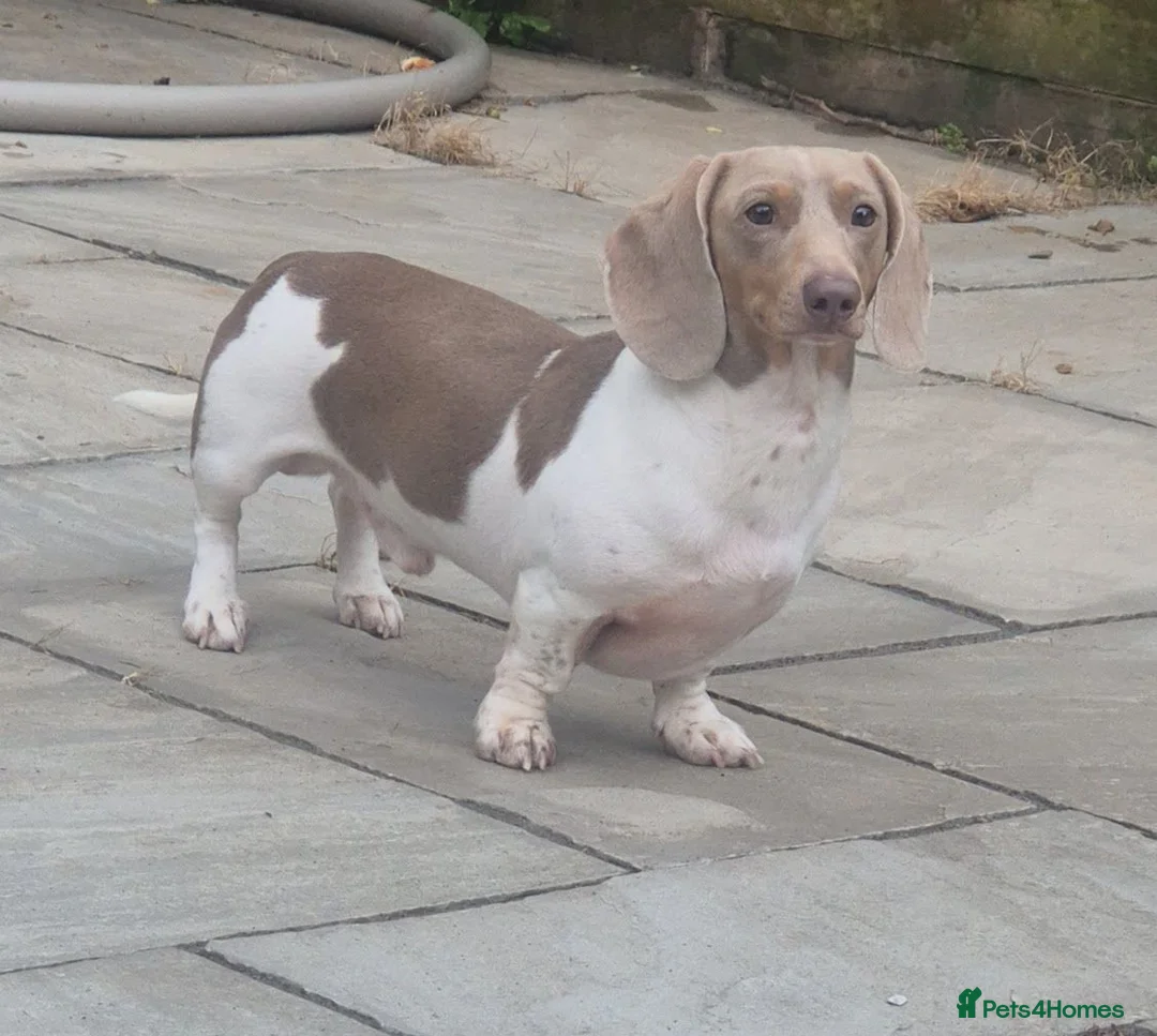 Miniature Dachshund dogs for stud: ⭐️ Isabella & Tan Piebald for Stud ⭐️ - Advert 5