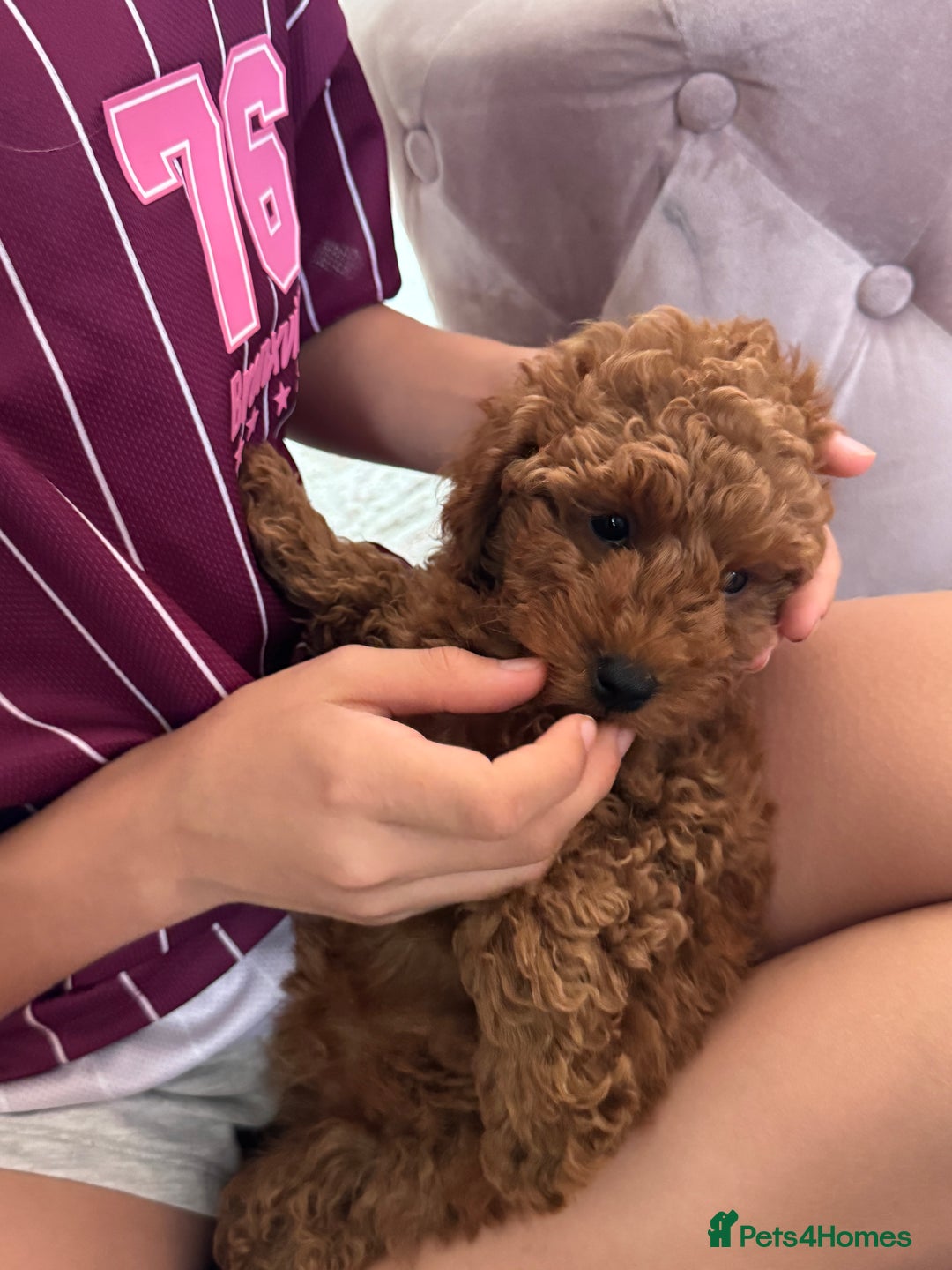 Toy Poodle dogs for sale: 🐶 Toy Poodle Puppy Girl–Ready for the home! - Image 21