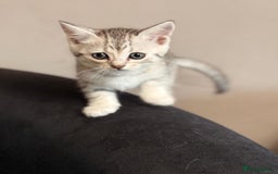 Mixed Breed cats for sale: Cute Kittens - Image 3