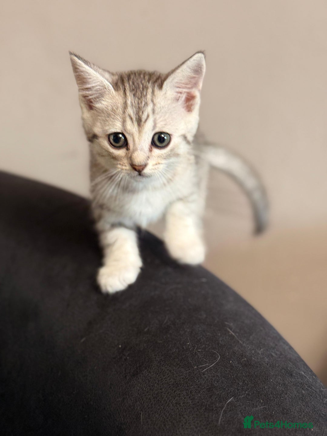 Mixed Breed cats for sale: Cute Kittens - Image 3