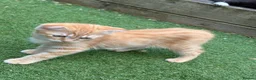 Scottish Fold cats for sale: Scottish fold kittens ready to leave now  - Advert 4