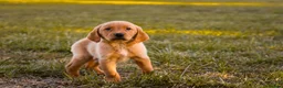 Goldador dogs for sale: Beautiful Red Goldador KC Reg Parents - Advert 6