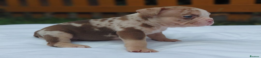 American Bully Puppy 7