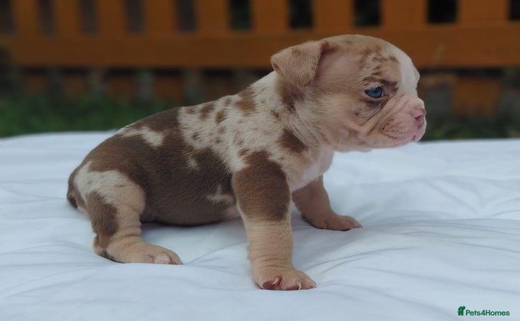American Bully dogs - Advert 4
