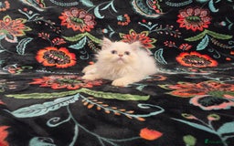 Persian cats for sale: Persian Kittens  - Image 16