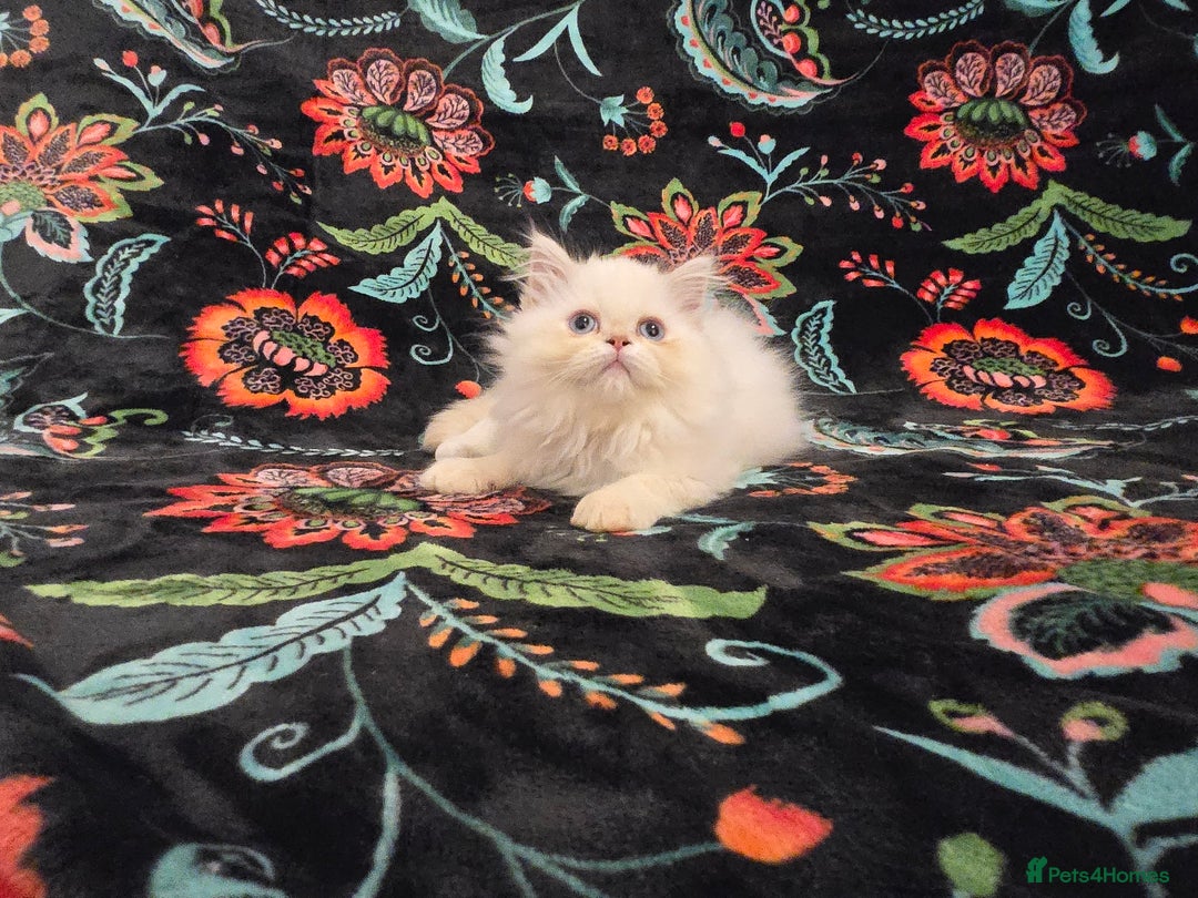 Persian cats for sale: Persian Kittens  - Image 16