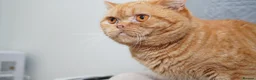 British Shorthair cats for sale: British shorthair - Advert 4