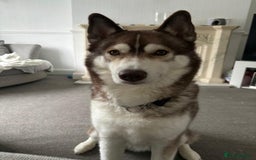 Siberian Husky dogs for sale: Siberian husky male (buck) - Image 5
